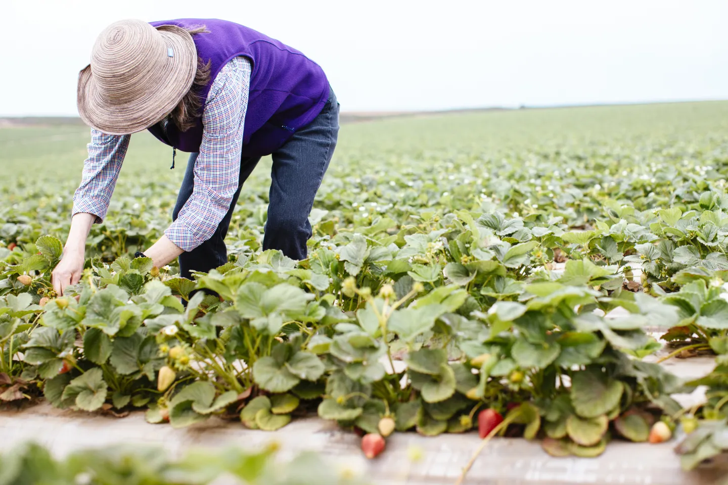 Strawberry picking in Santa Cruz, CA