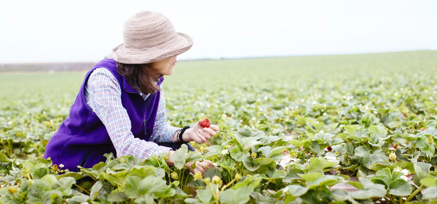 UCCE Advisor in a field of strawberries
