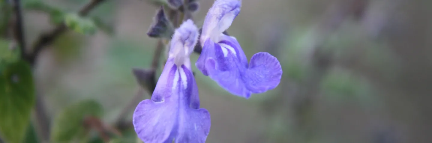 two purple sage flowers with a green background of foliage