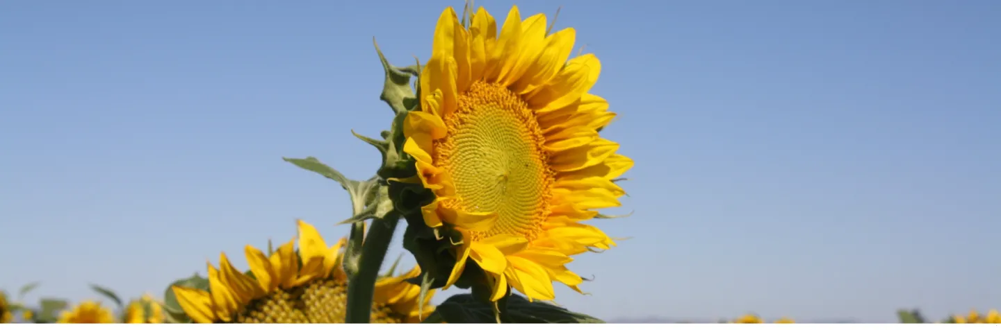 golden yellow sunflower highlighted in a field of sunflowers against the blue sky