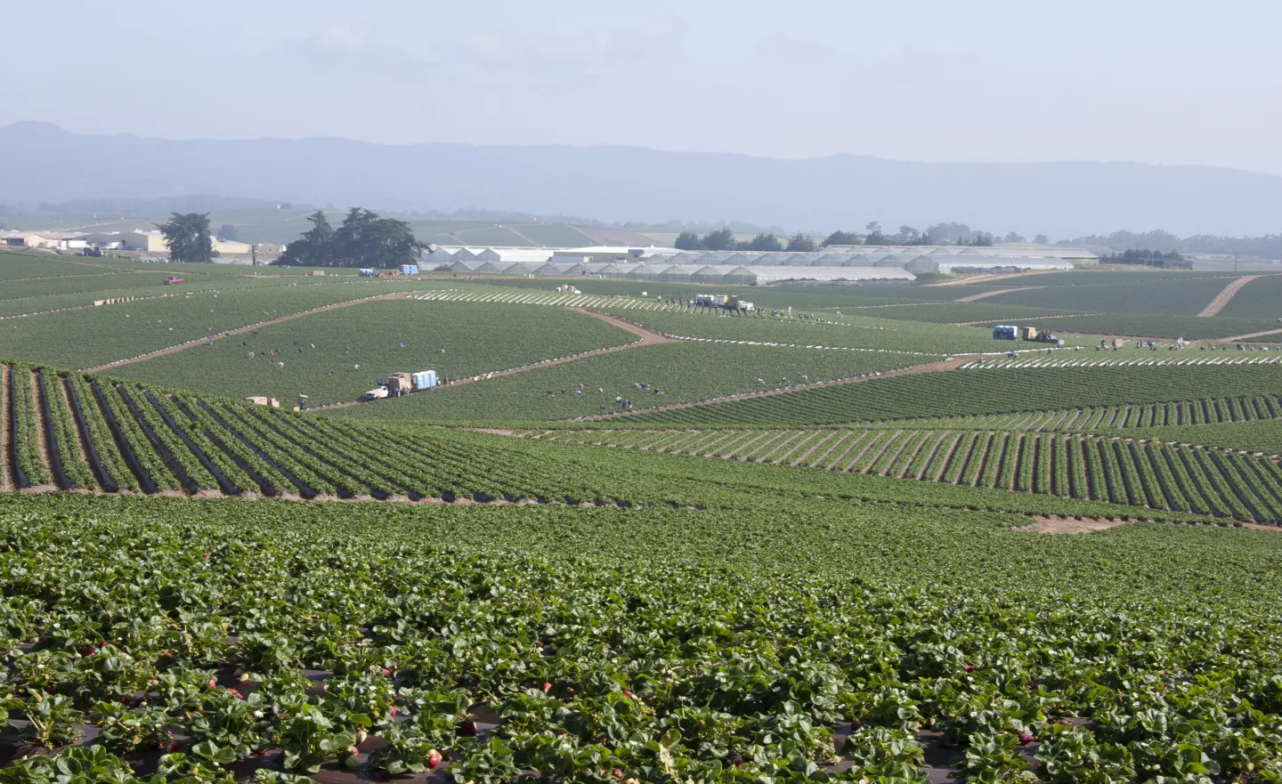 Rows of strawberry plants with greenhouses in the background. Multiple people in the field harvesting.