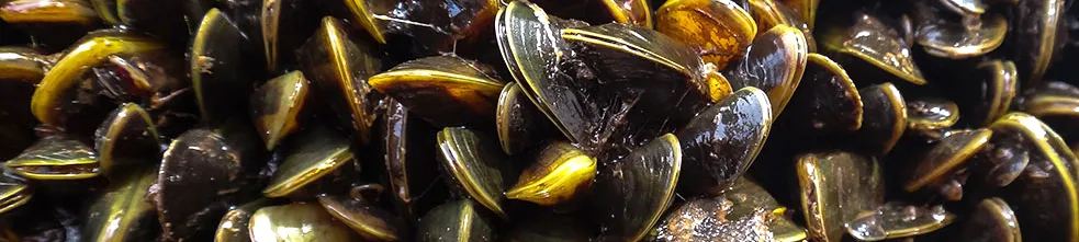 Invasive mussel threatens California's waters.