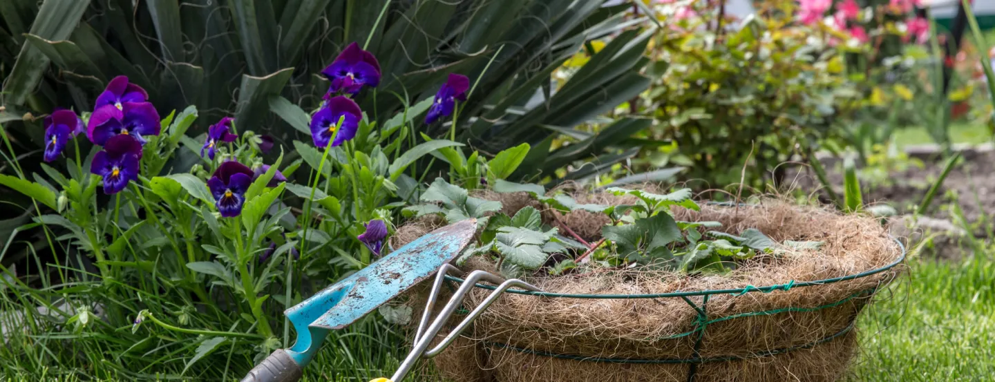 Ornamental plant and strawberry plants with a trowel.