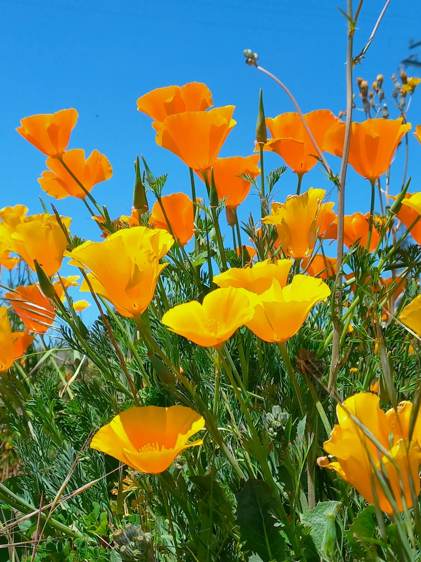CA Poppies