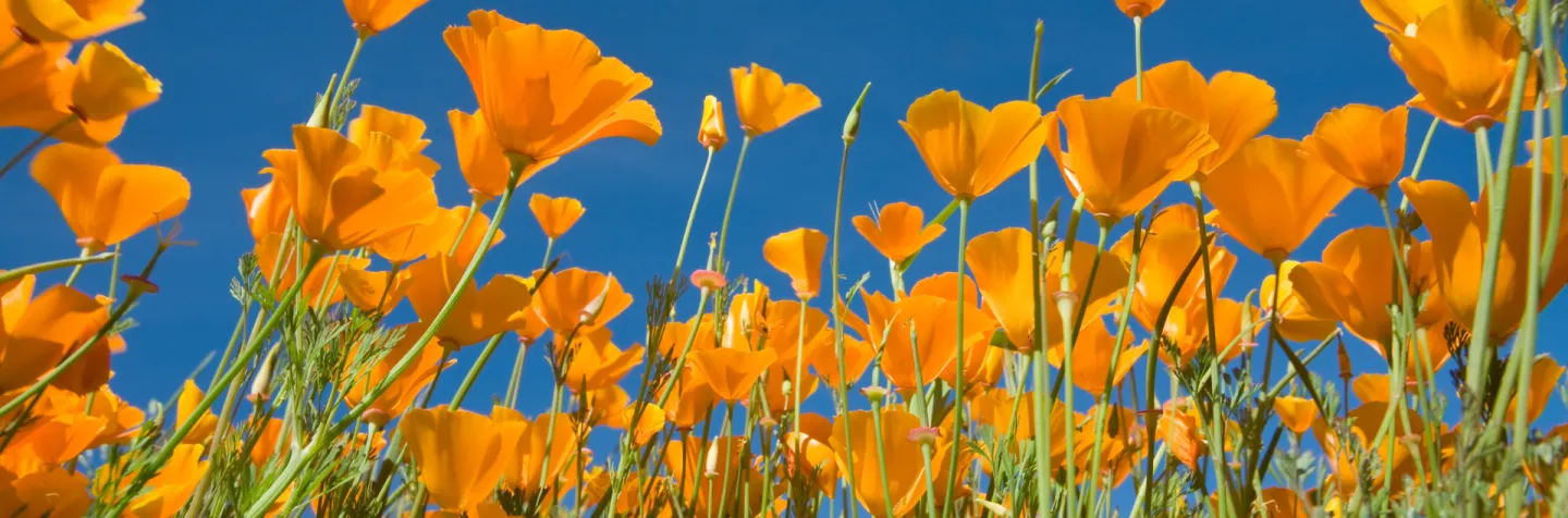 up close image of California poppies