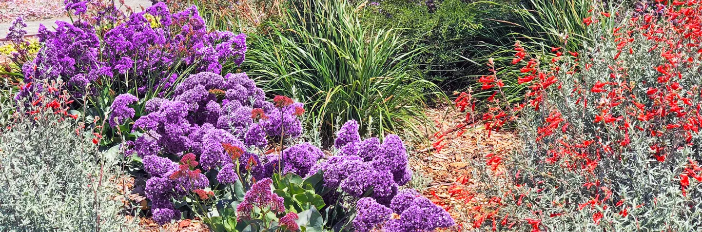 Richmond Low Water Demo Garden