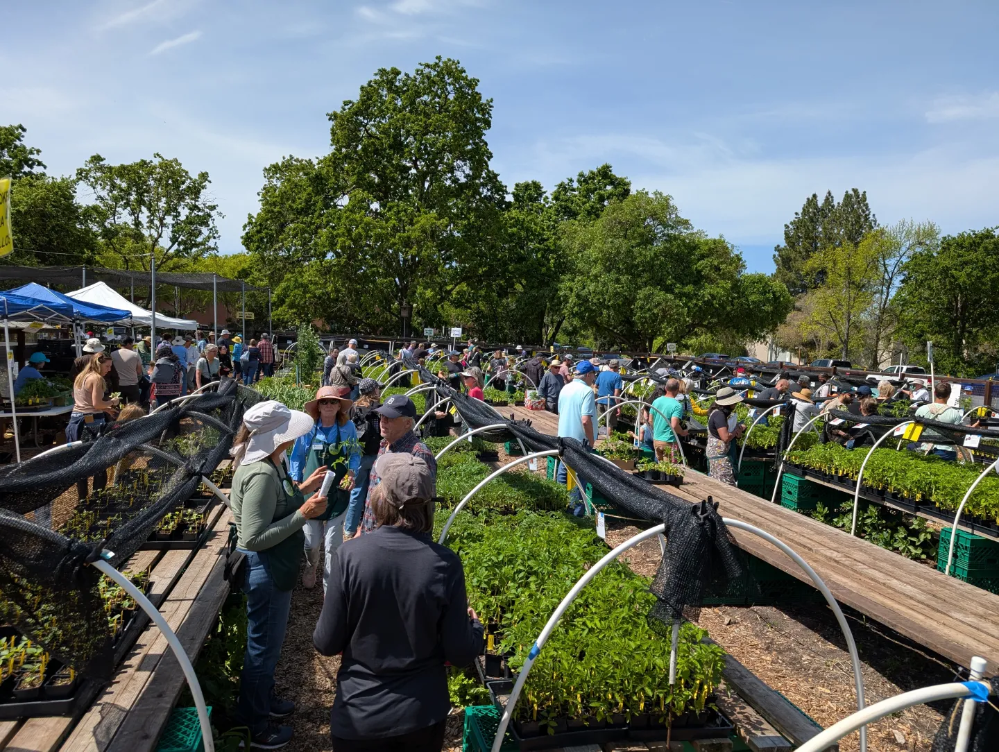 Master Gardener Great Tomato Plant Sale at Our Garden