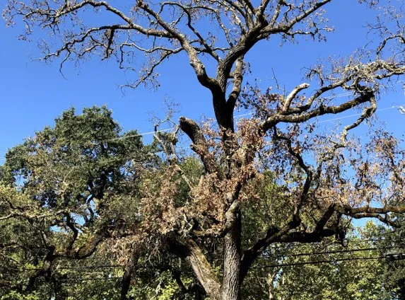 Valley oak in severe decline following MOB infestation.