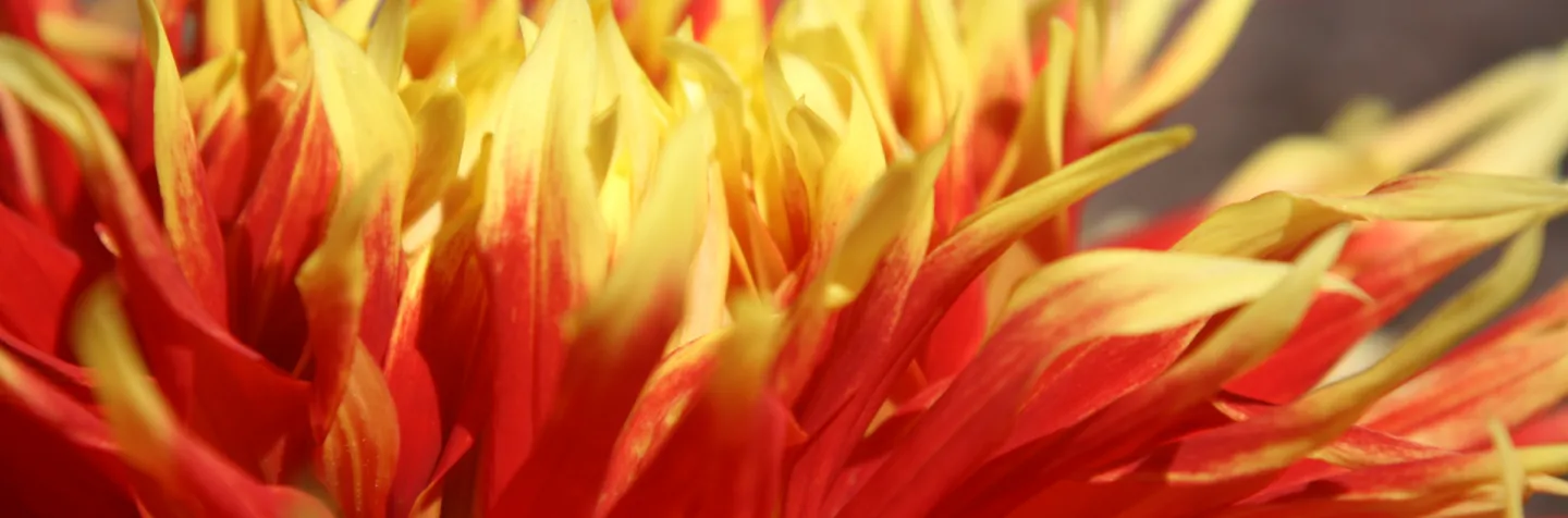 showy red and yellow side view of dahlia petals