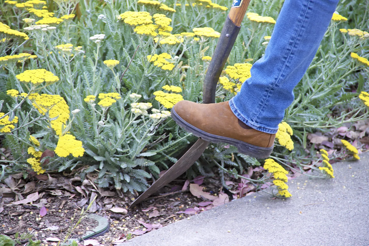 Boot on shovel in patch of yellow Yarrow flowers
