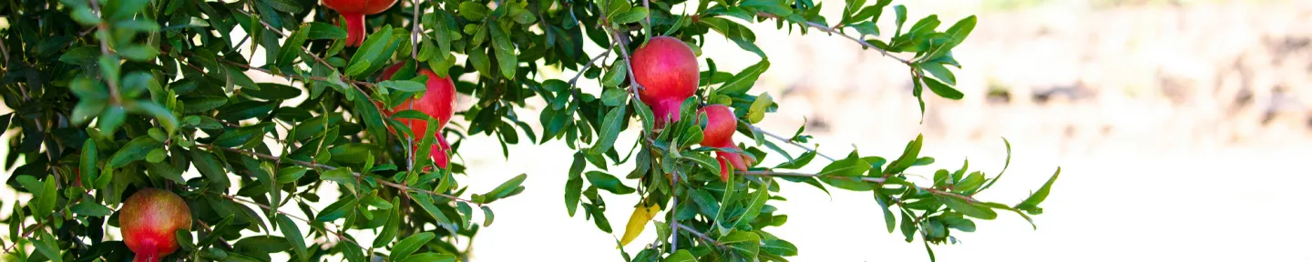 Pomegranate tree
