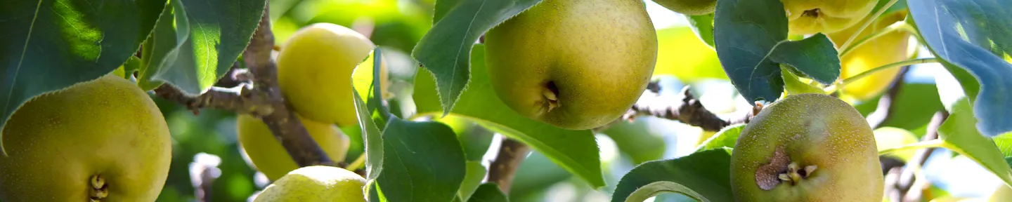 Yellow apples on a tree