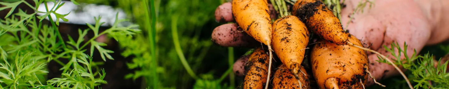 Carrots in persons hand