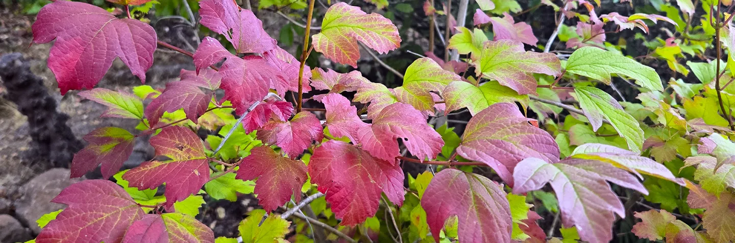 Early Fall Colors in Contra Costa County _HVDB