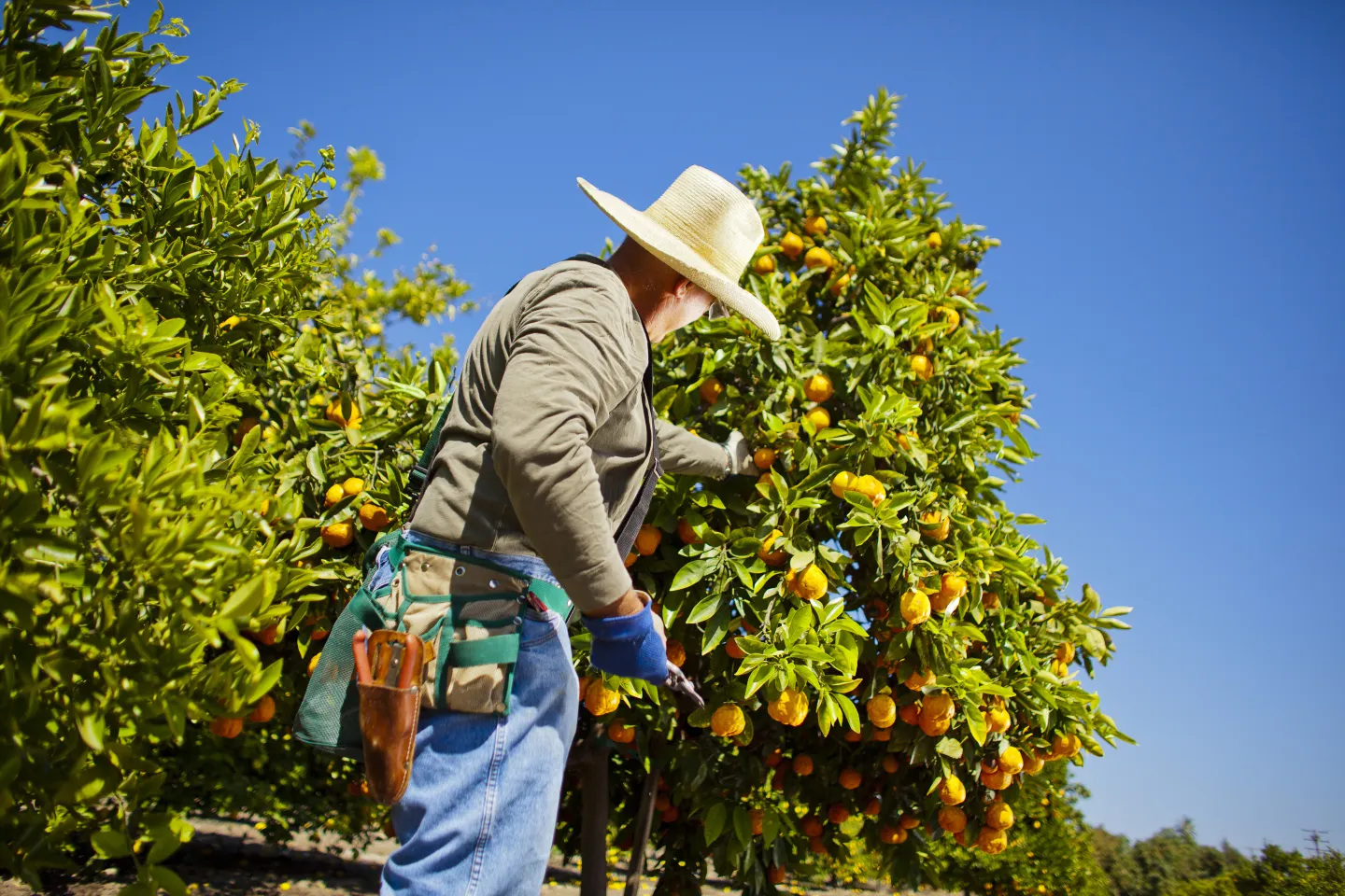 Person picking citris fruit from a tree
