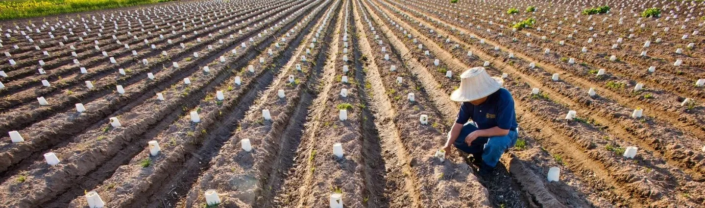 farmer kneeling among rows of newly planted seedlings