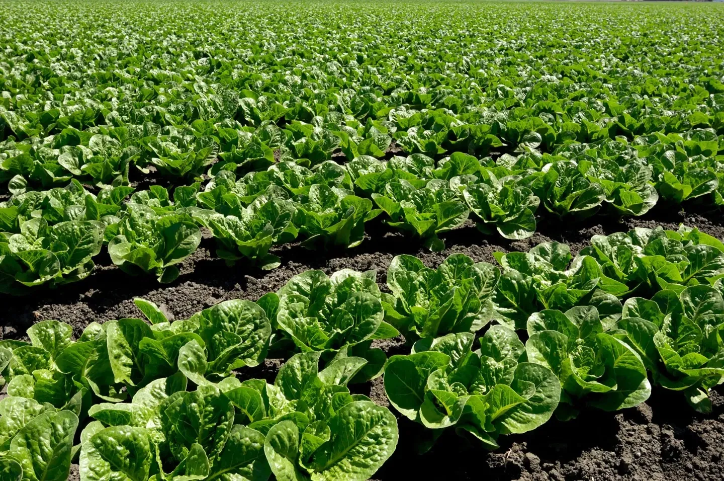 rows of planted romaine lettuce