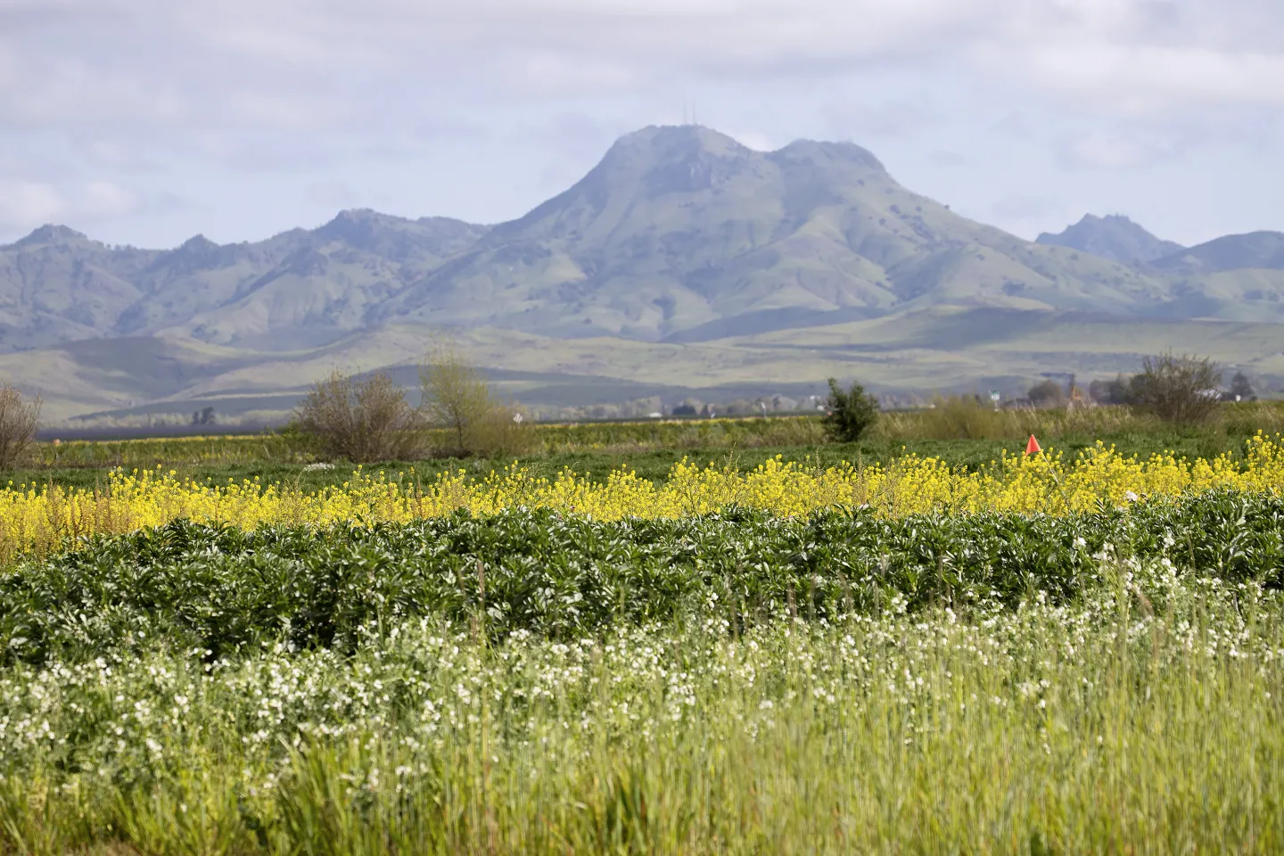 Cover Crop Field