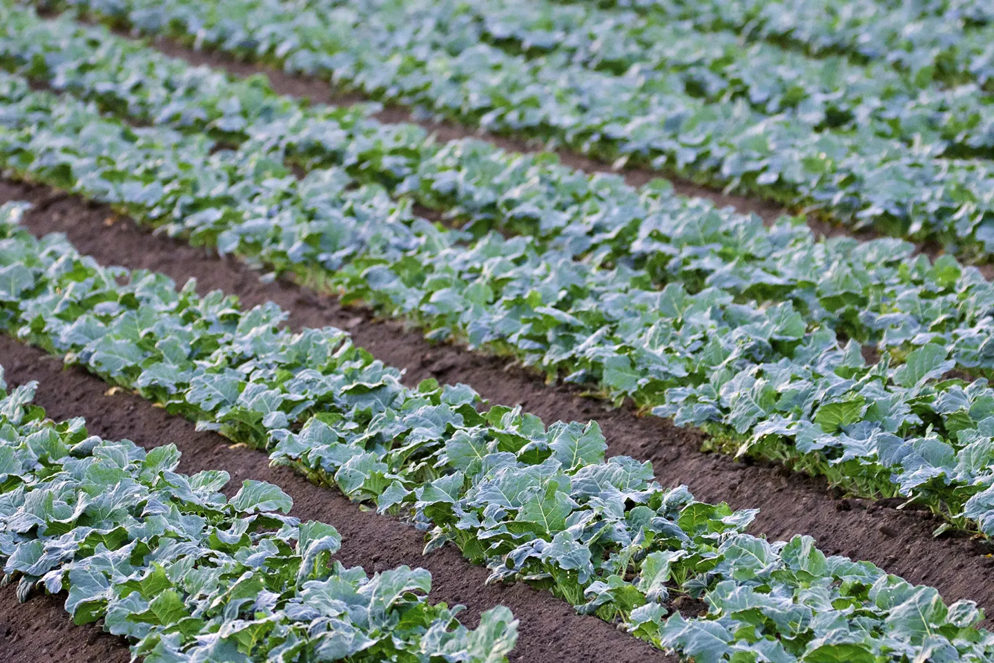 Broccoli plants planted in rows in a field