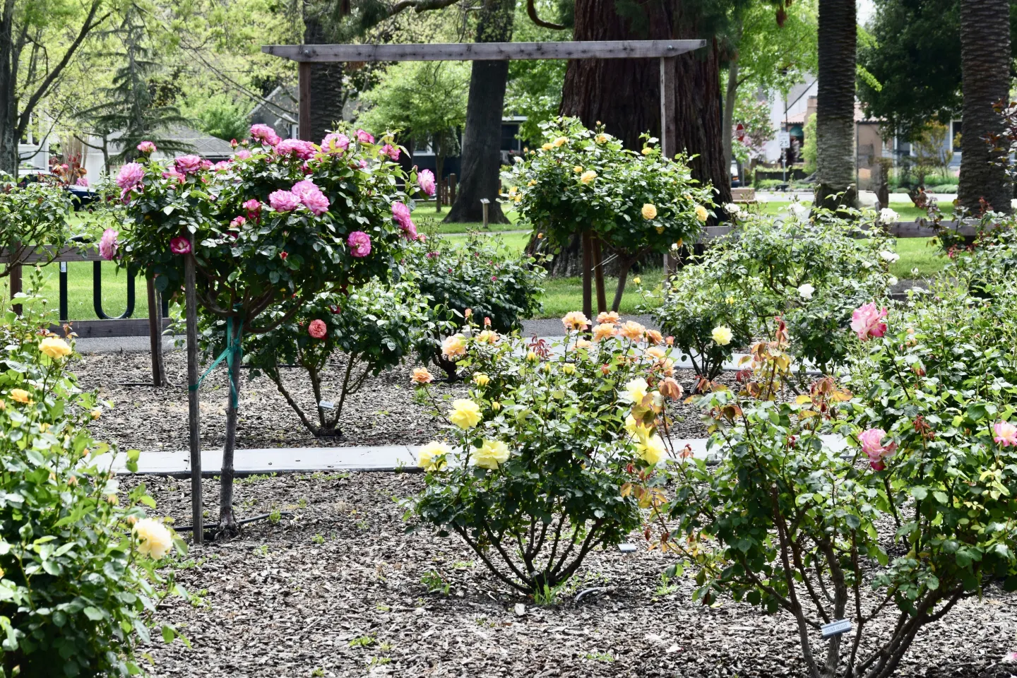 Fuller Park Rose Garden