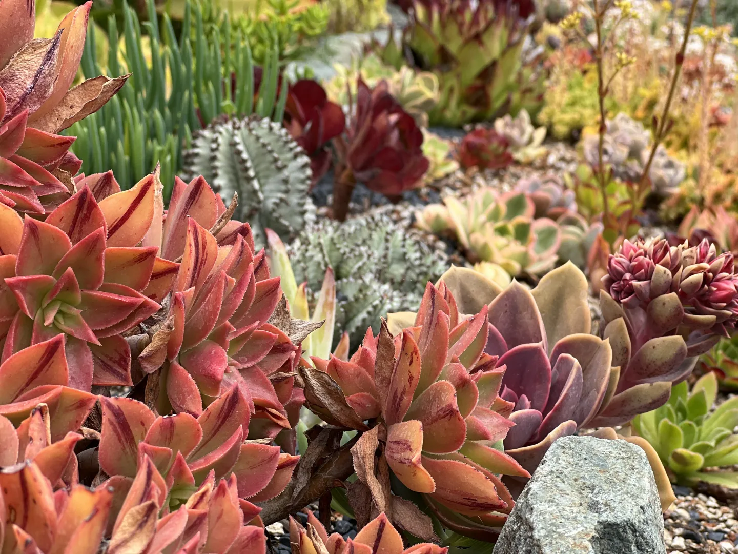 close up of several low succulents in fall colors