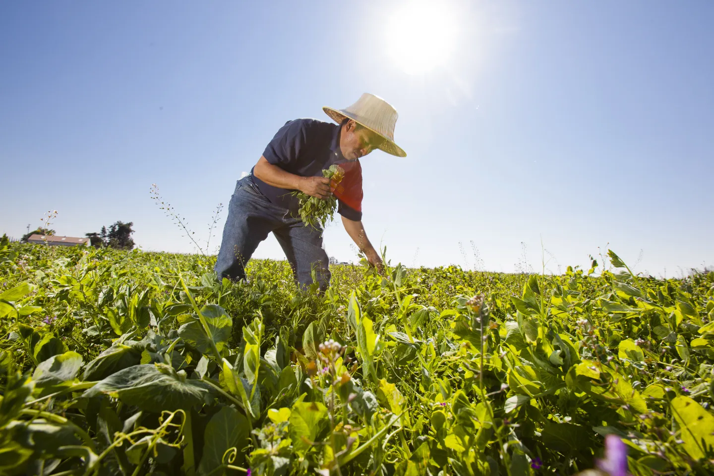 Farmer picking crops in field