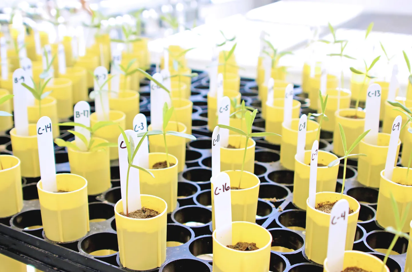 Rows of seedlings at Kearney Ag Research & Extension Center