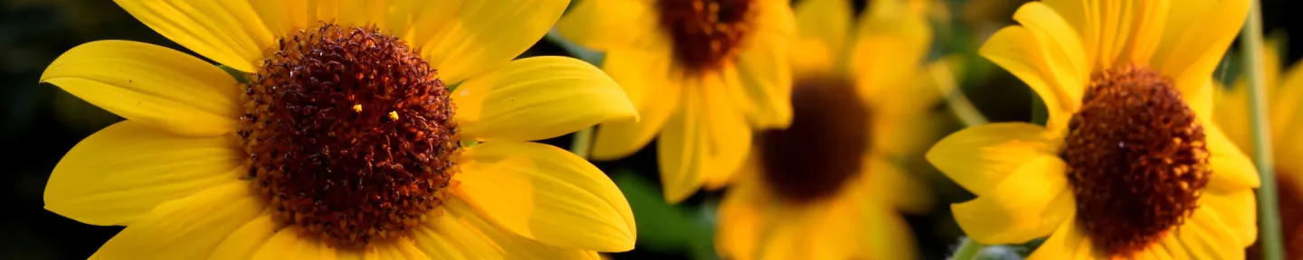sunflowers at Fair Oaks Horticulture Center