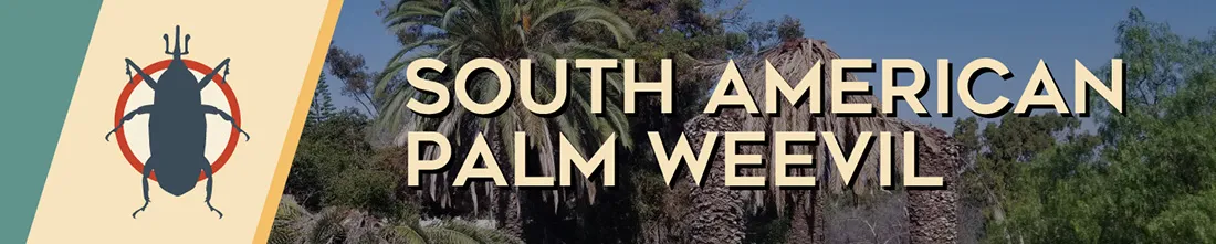 South American Palm Weevil Banner