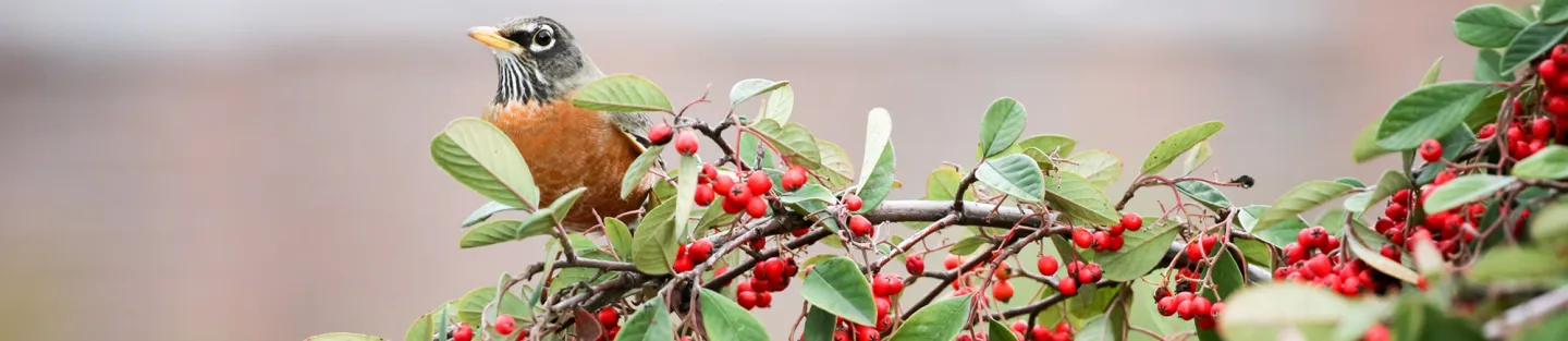 UC Master Gardeners of Sonoma County Winter Garden Information