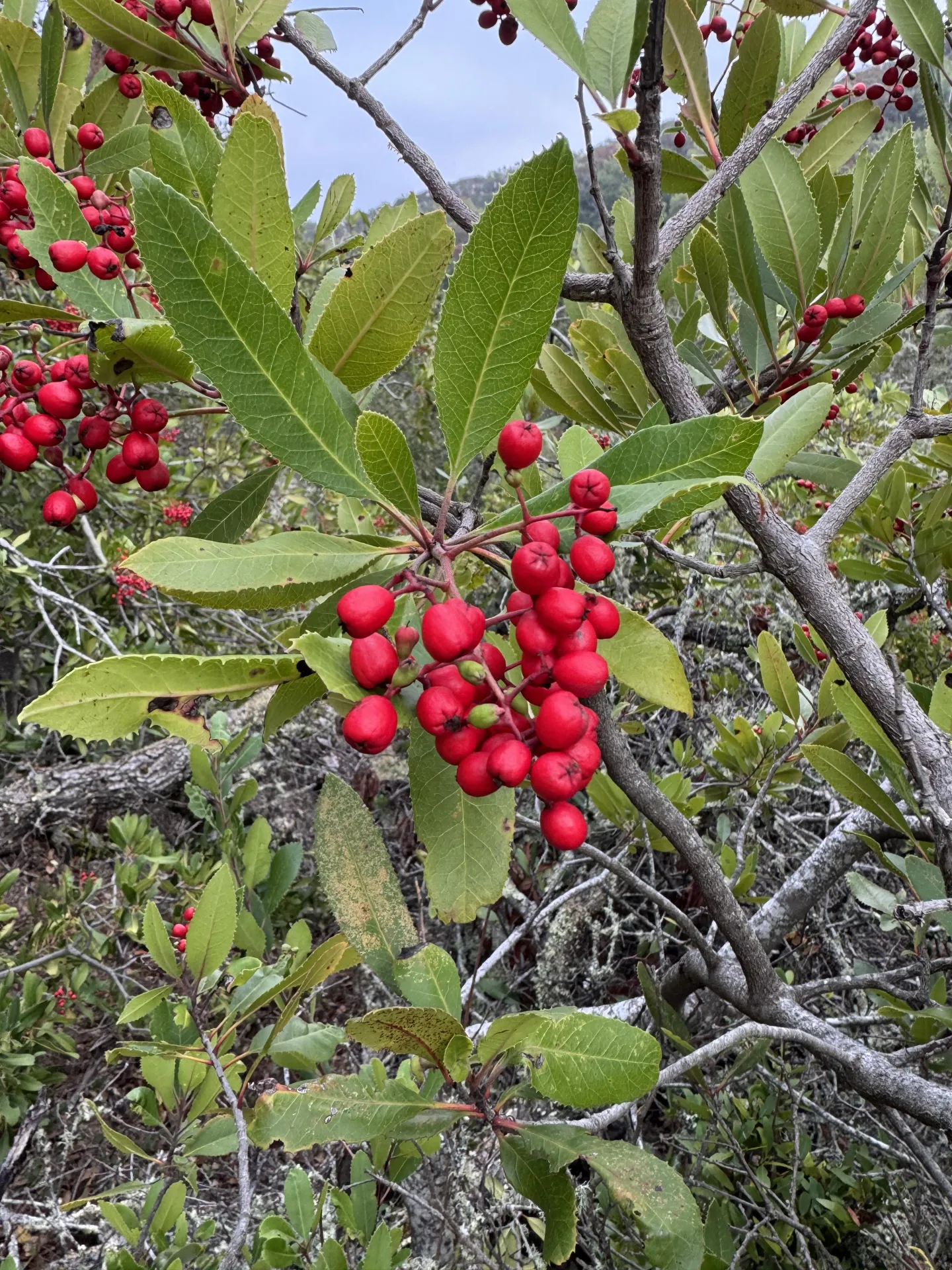 Toyon berries