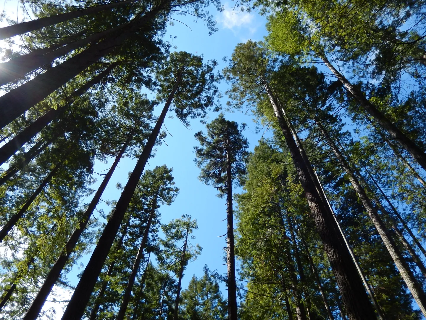 Looking up at tall trees and the sky