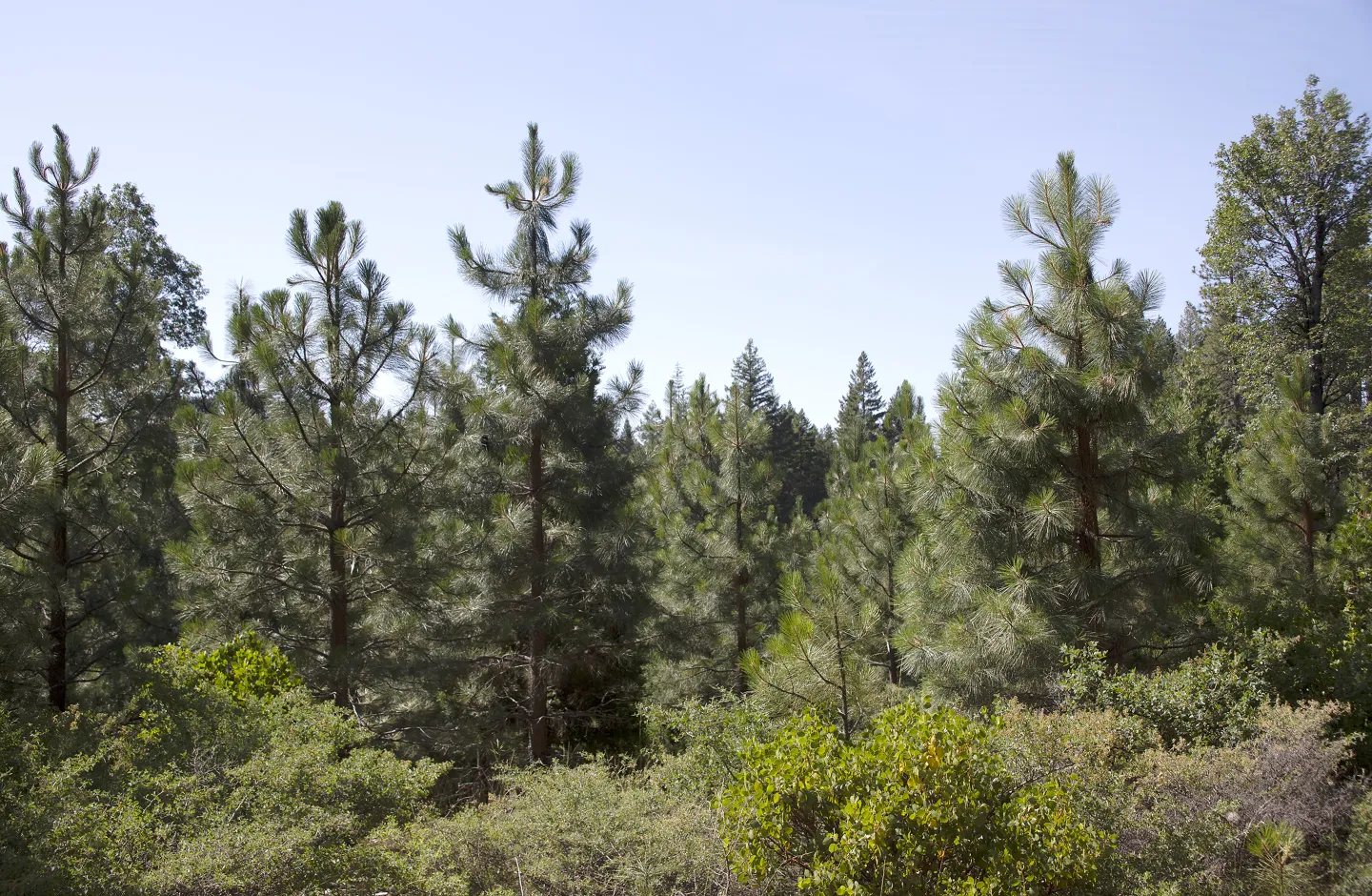 Trees in a conifer forest in Northern California
