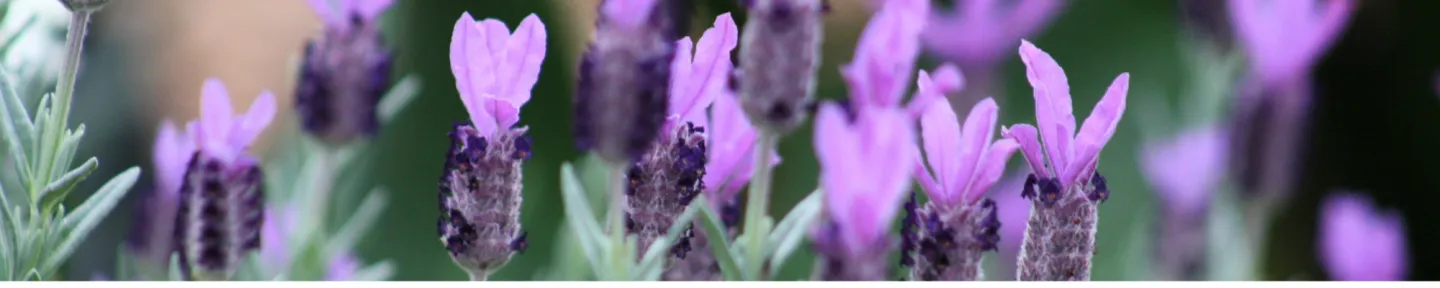 purple Spanish lavender flowers