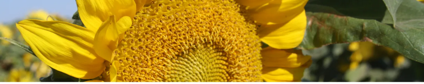 yellow sunflower closeup picture