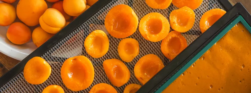 fresh apricots, apricots sliced and apricots pureed on a dehydrator tray