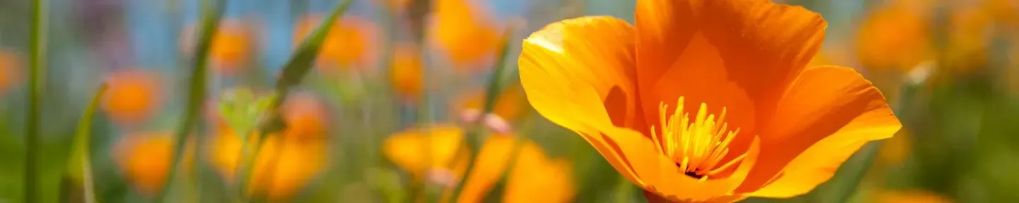 zoomed in photo of a poppy 