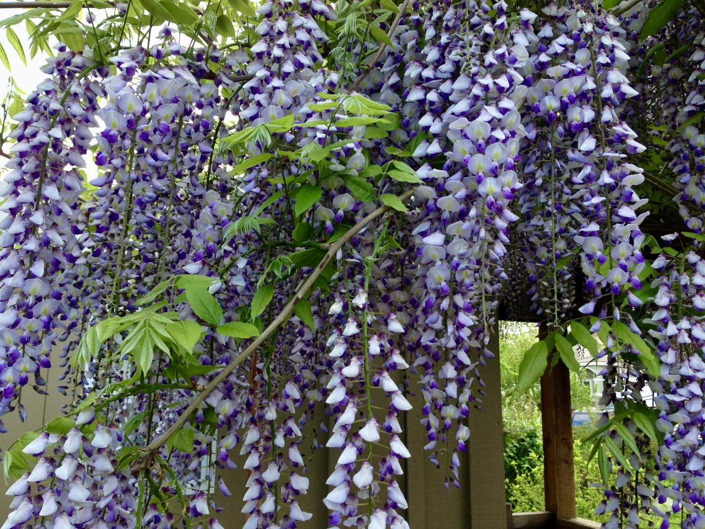 purple and white wisteria blossoms