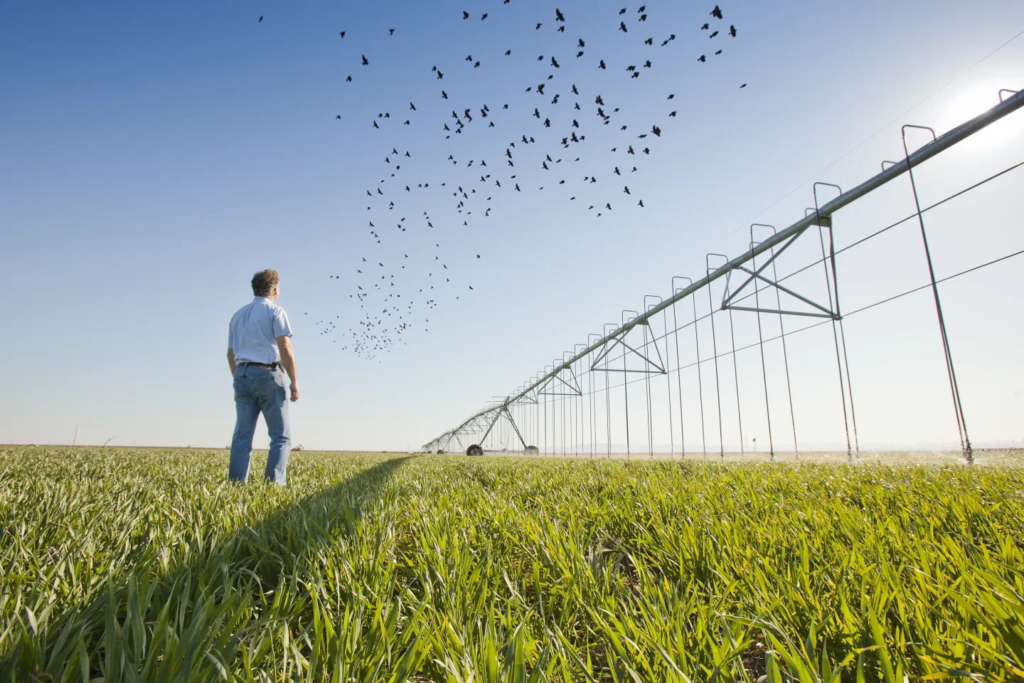 man in wheat field with birds flying
