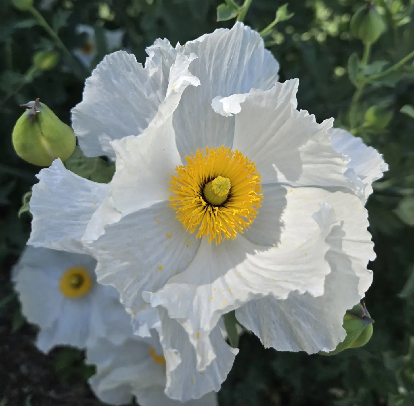 Large White flower with yellow center. Matilija Poppy (Romneya coulteri) last week of May, 2026
