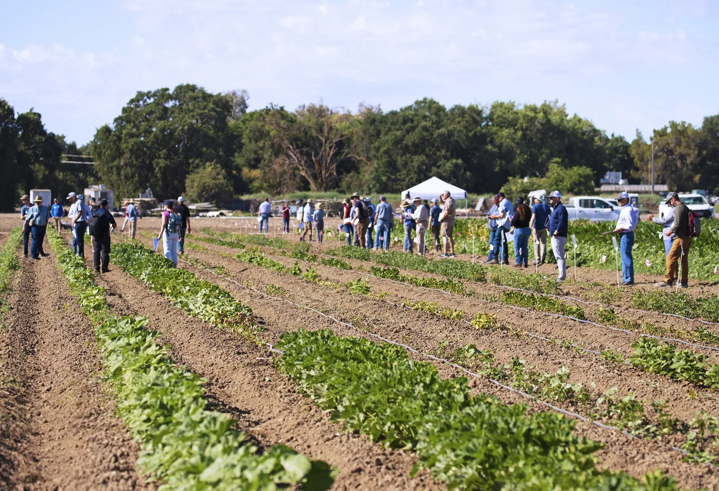volunteers in a crop field