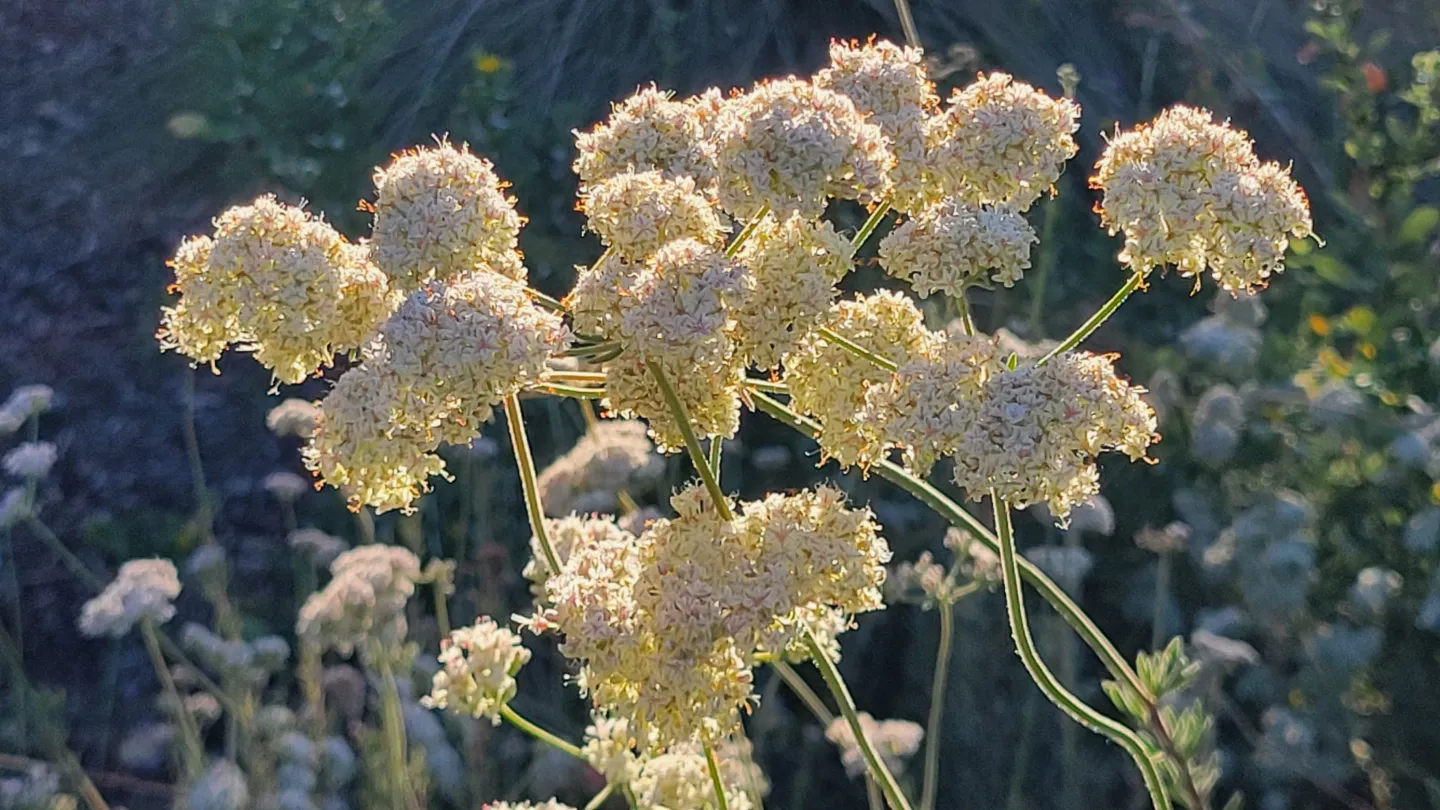 California buckwheat in bloom