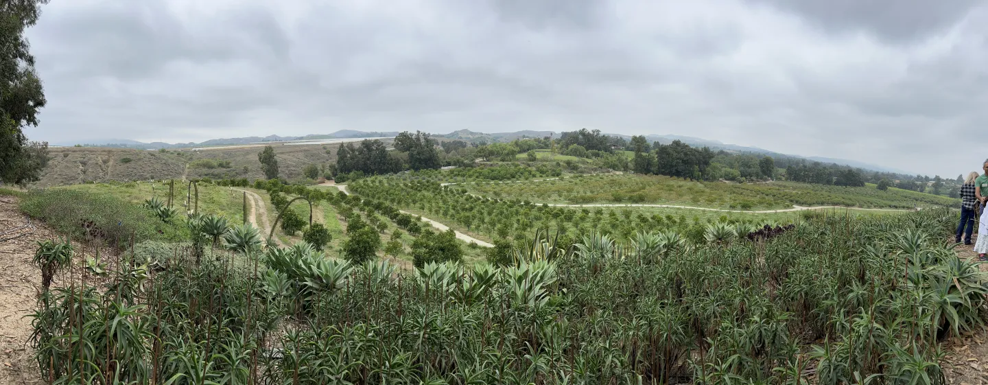 wide view of an orchard and California foothills in the distance