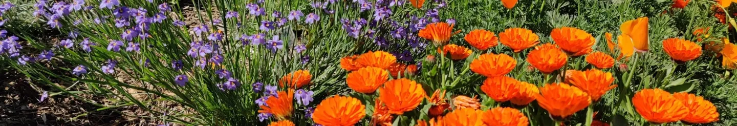 Wildflowers including California poppies
