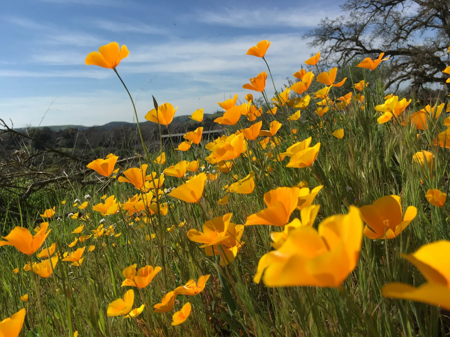 CA Poppieswith Covered Bridge in Background.KnightsFerry