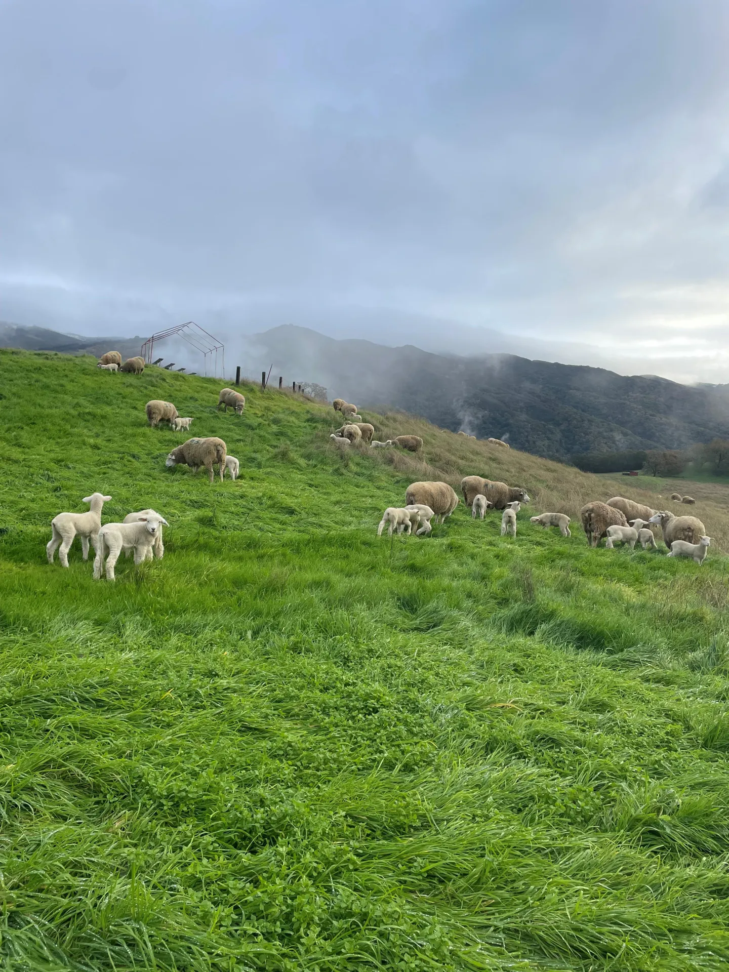 Lambs in a lush green field enjoying their first day on pasture.