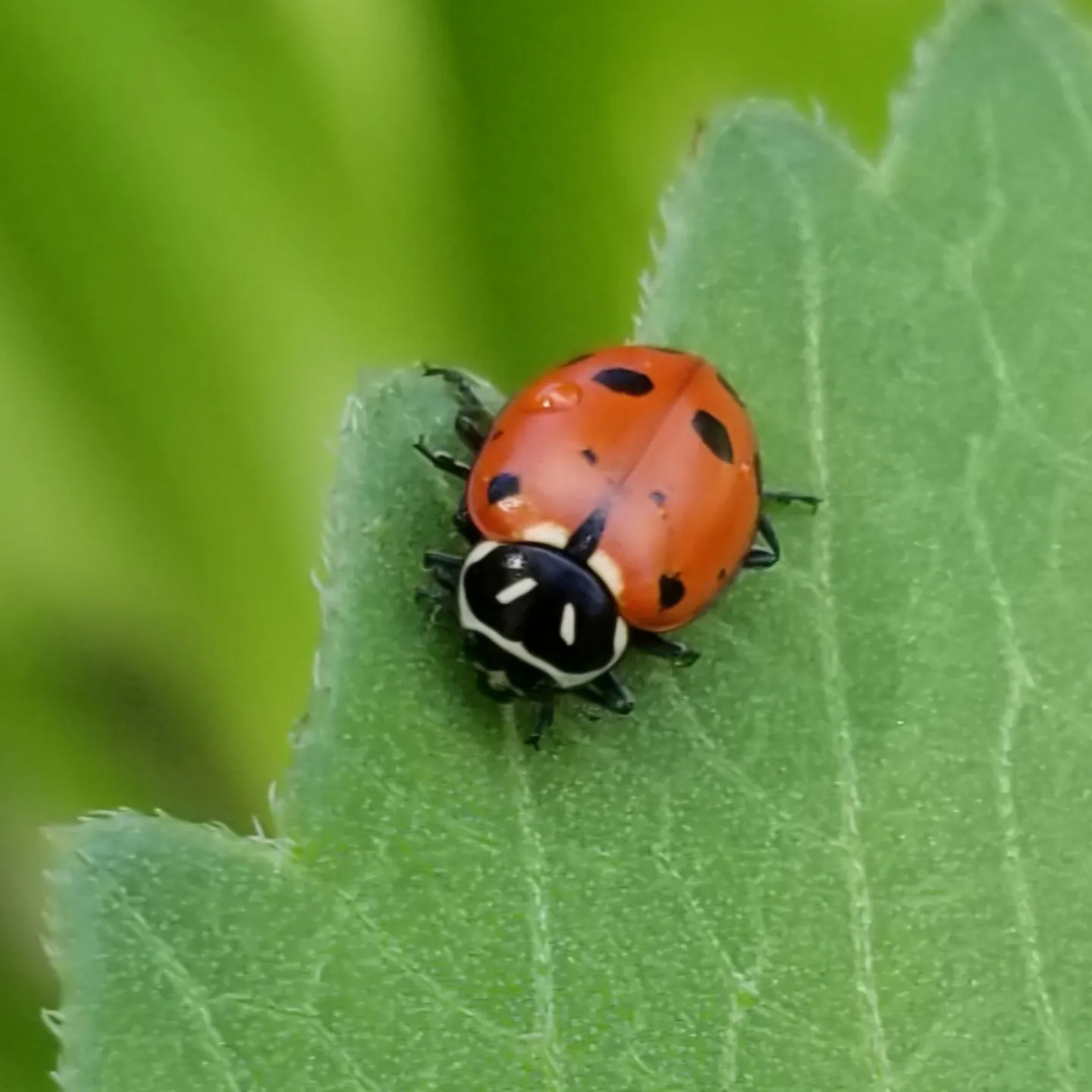 Convergence lady beetle red with black spot, white lined face on green leaf