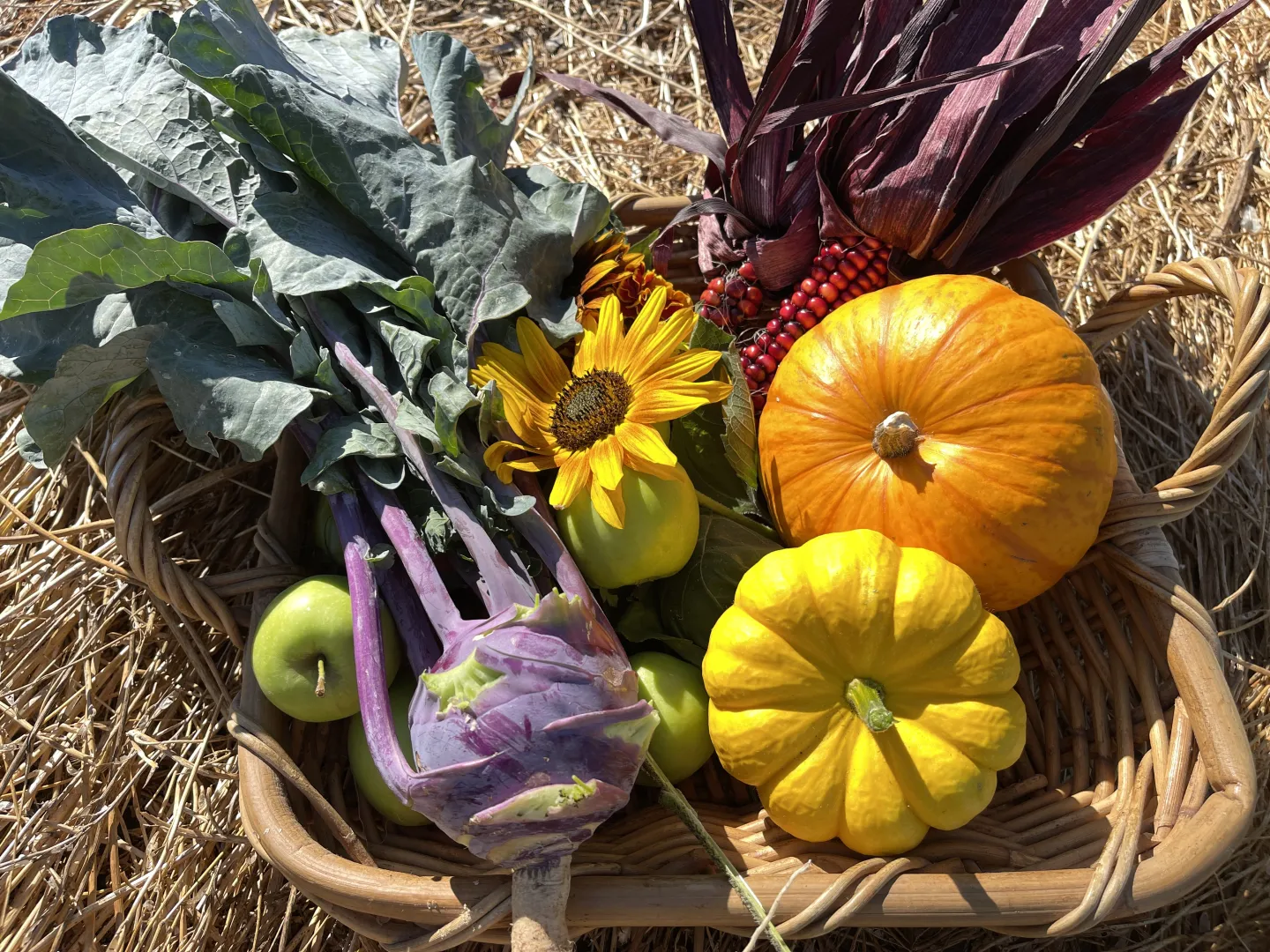 pumpkins, sunflowers, red corn and apples