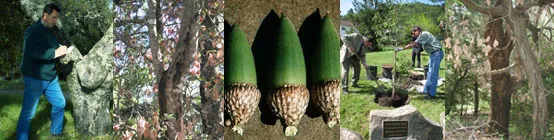 Oak trees, acorns, and horticulturalists