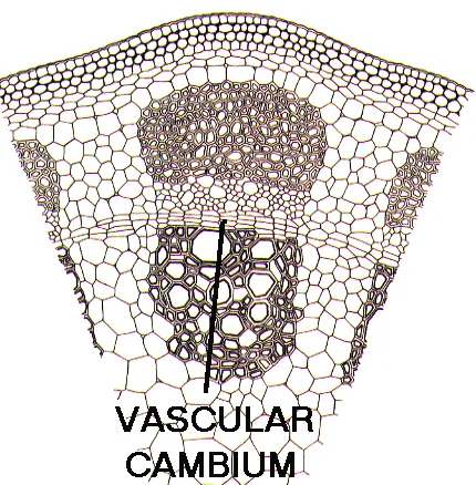 vascular cambium